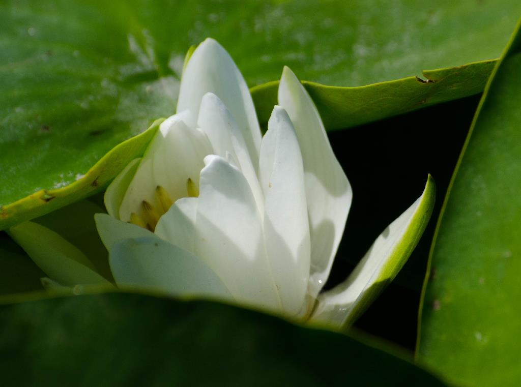 Inedit :) - nikon-d7000-sigma-50-200mm-delta-dunarii-75-nuferialbi.jpg